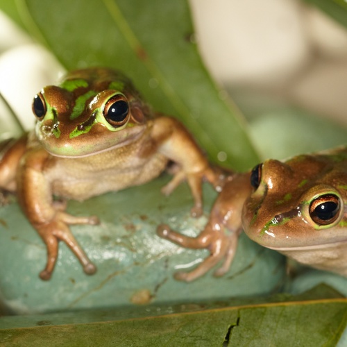 Bucket of Frogs | Photo Essay